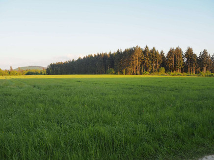 Forest and meadow landscape